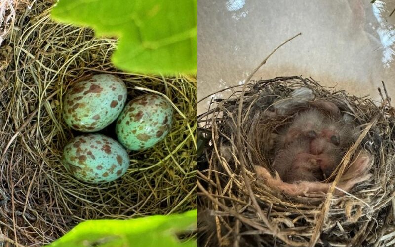 Three blue eggs hatched in a small nest