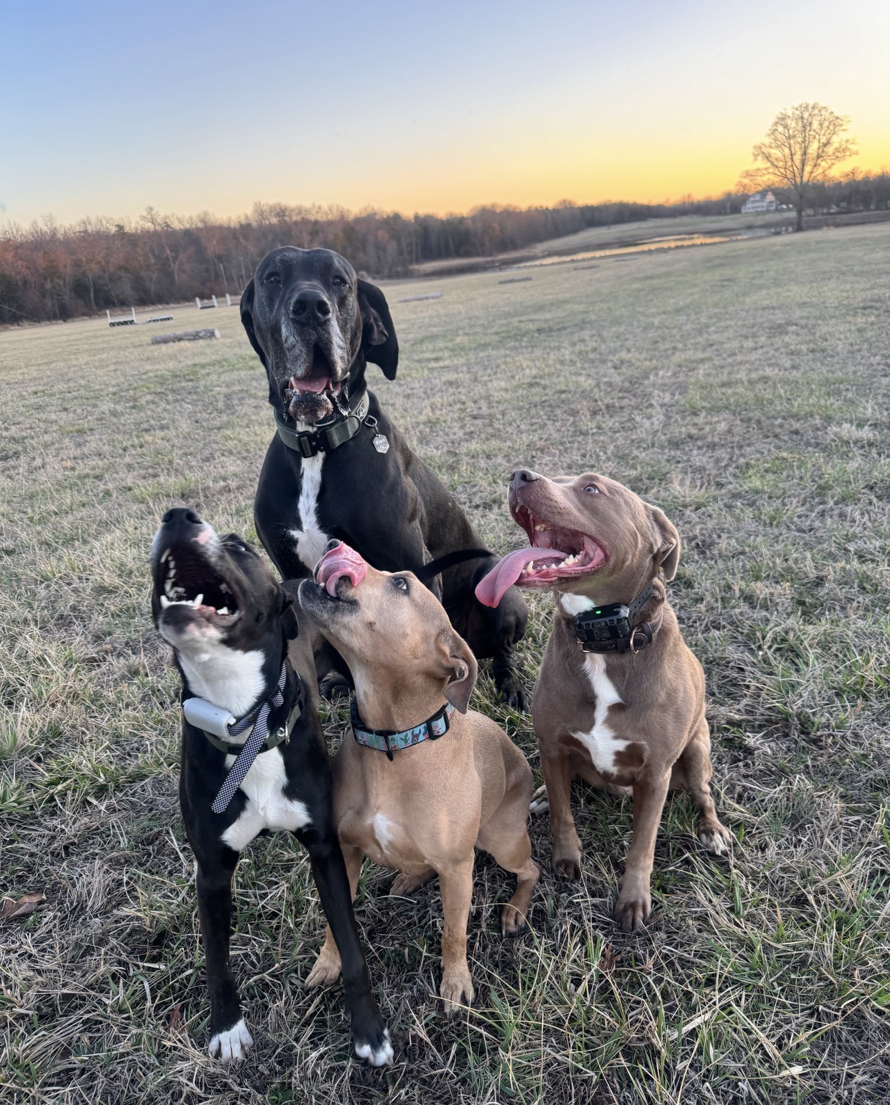 dogs sitting in a field at sunset
