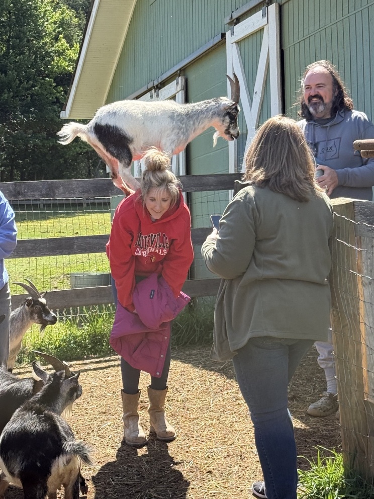 A goat standing on a bent woman’s back inside a fenced area